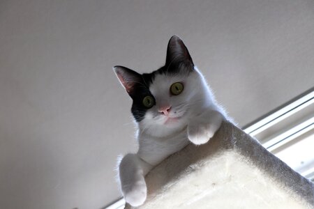 Animal japanese cats cat's eye