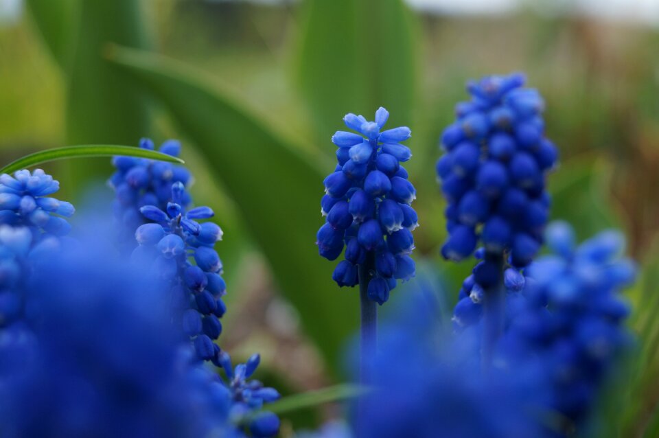 Garden bell spring flower