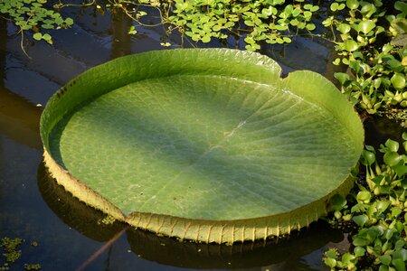 Aquatic structure plant