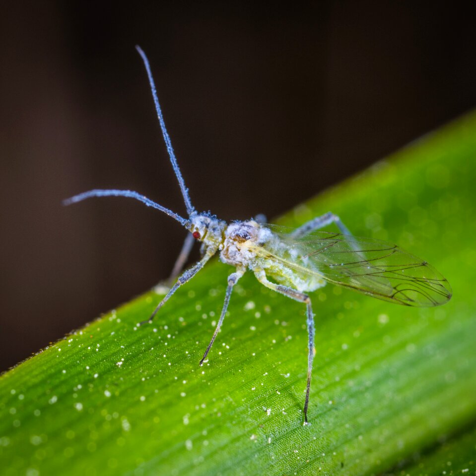 Insect aphid antennae