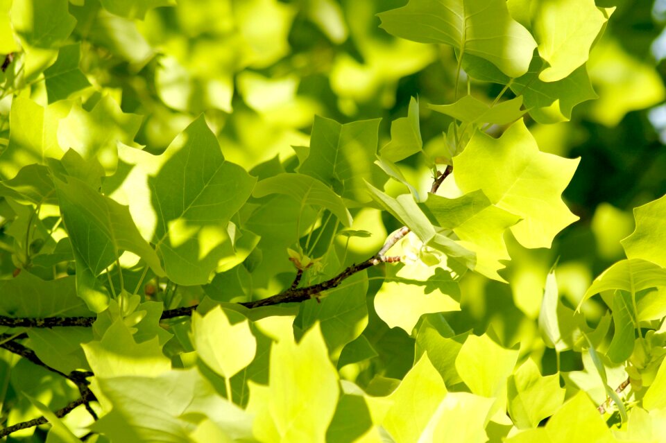 Tree shining green photo