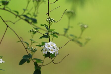 Nature white flower plant