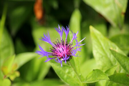 Meadow flower plant