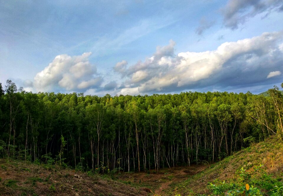 Natural nature outdoor