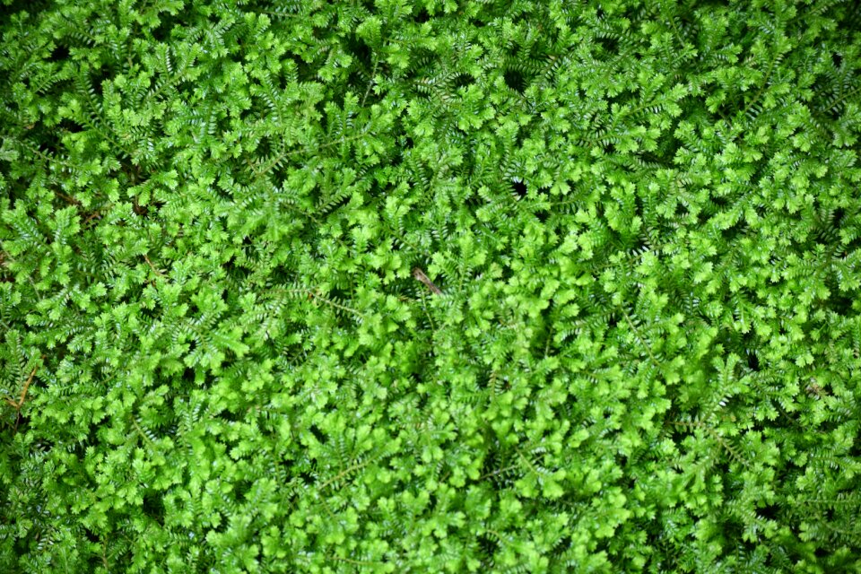 Plants nature sample
