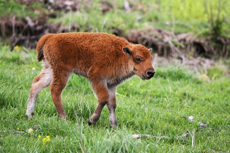 Baby wild animal