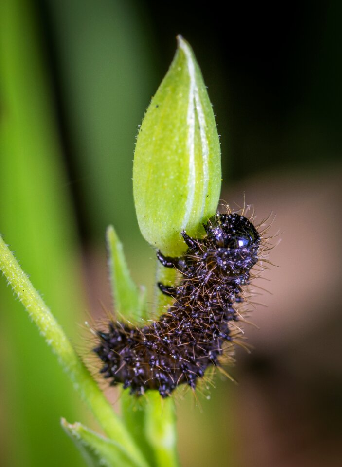 Macro bud insect