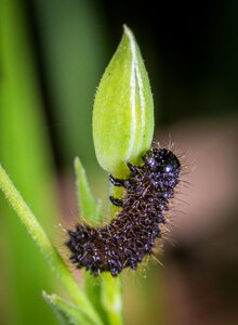 Macro bud insect