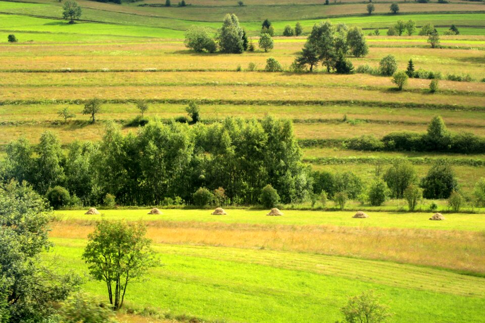 Panorama summer nature