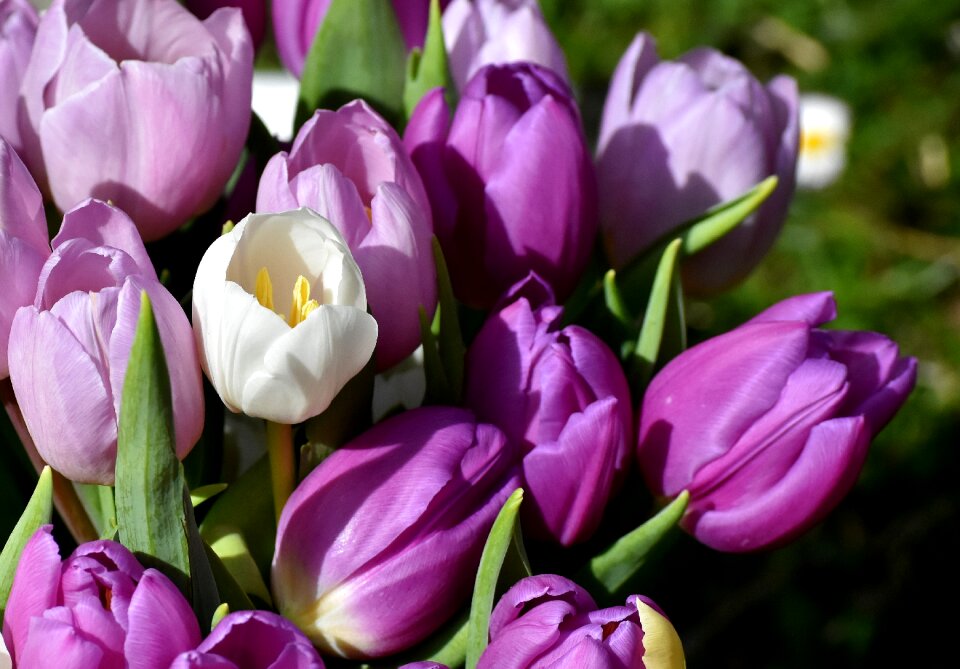 Flowers close up violet photo