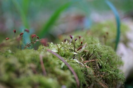 Forest green the forest floor