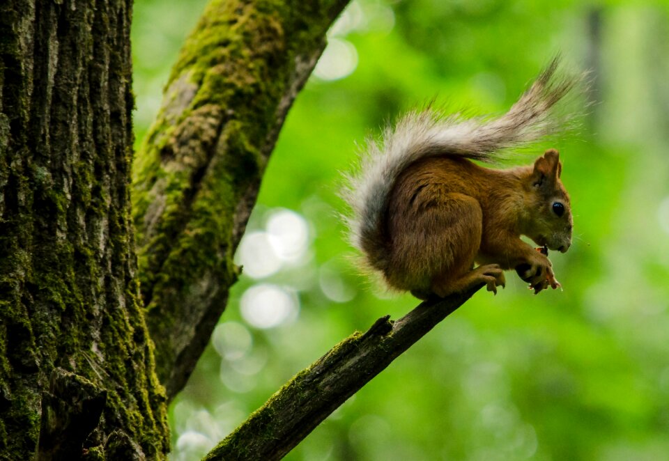 Nature tree animals