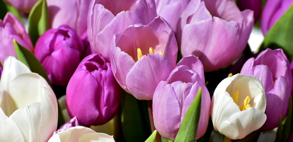 Flowers close up violet photo