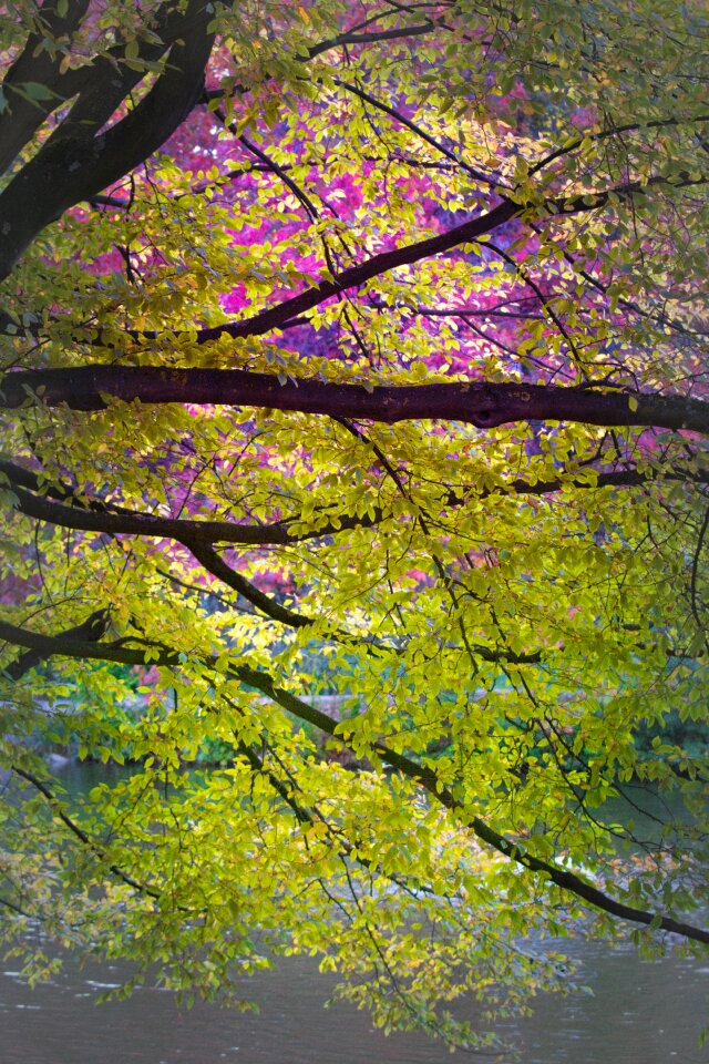Bright deciduous tree greeting card