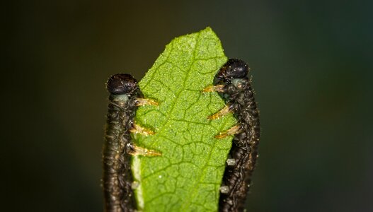 Macro insects the caterpillars