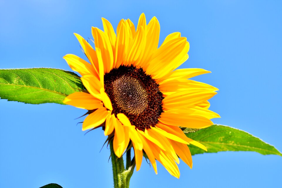 Bloom yellow summer
