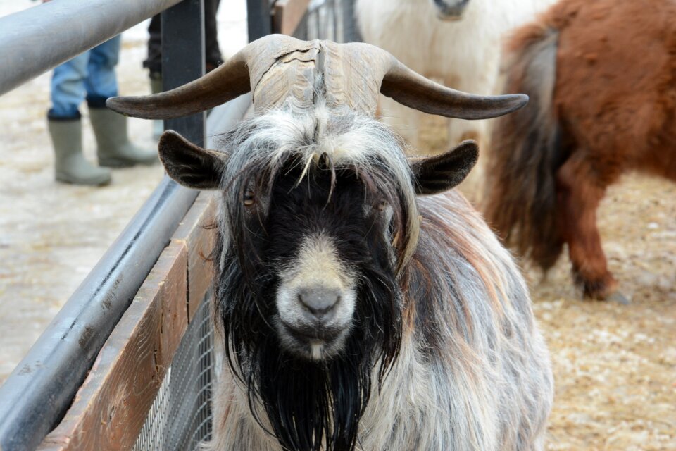 Animal goat russia