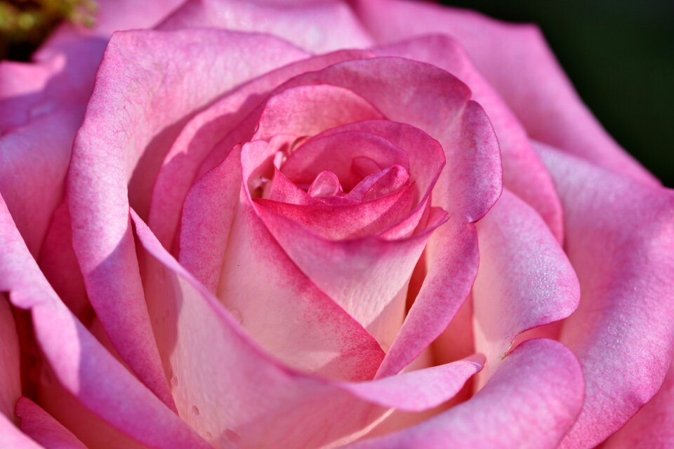 Blossom bloom flower