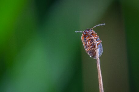 Beetle stem nature