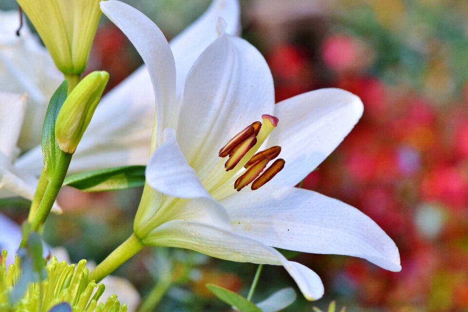 Lilies stamen pistil