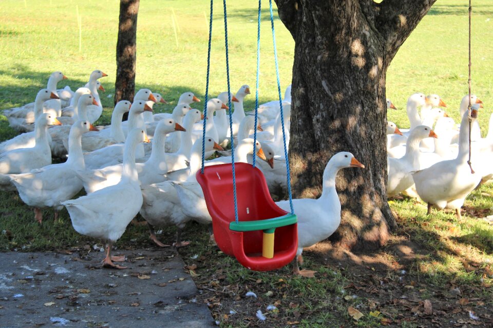 Swing autumn garden