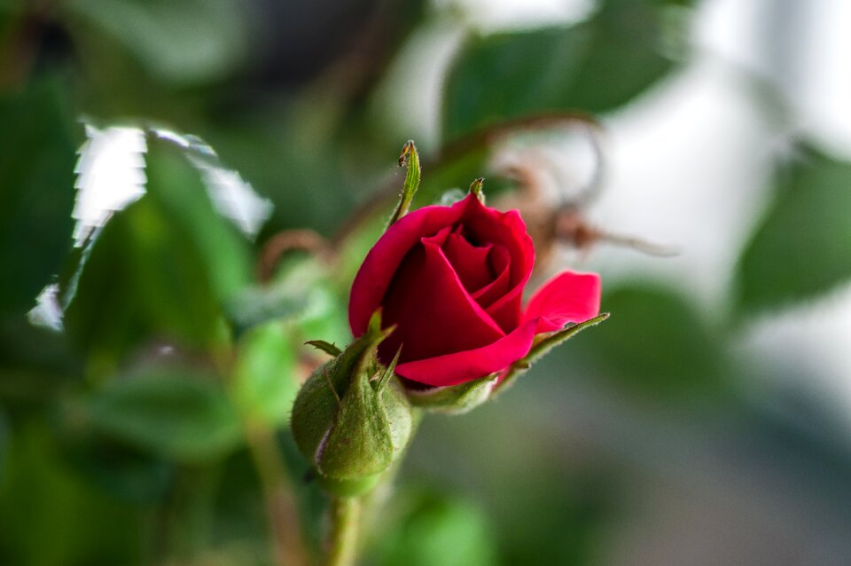 Rose bloom plant summer