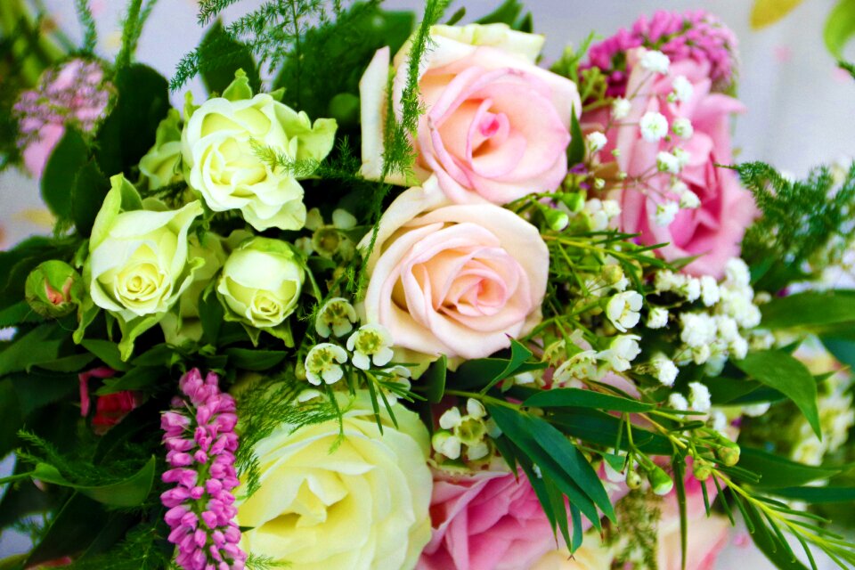 Blossom petal roses