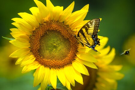 Yellow orange flower photo