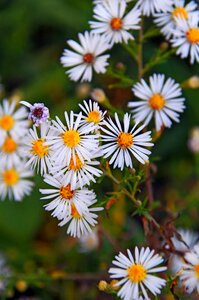 Flowers nature herbs