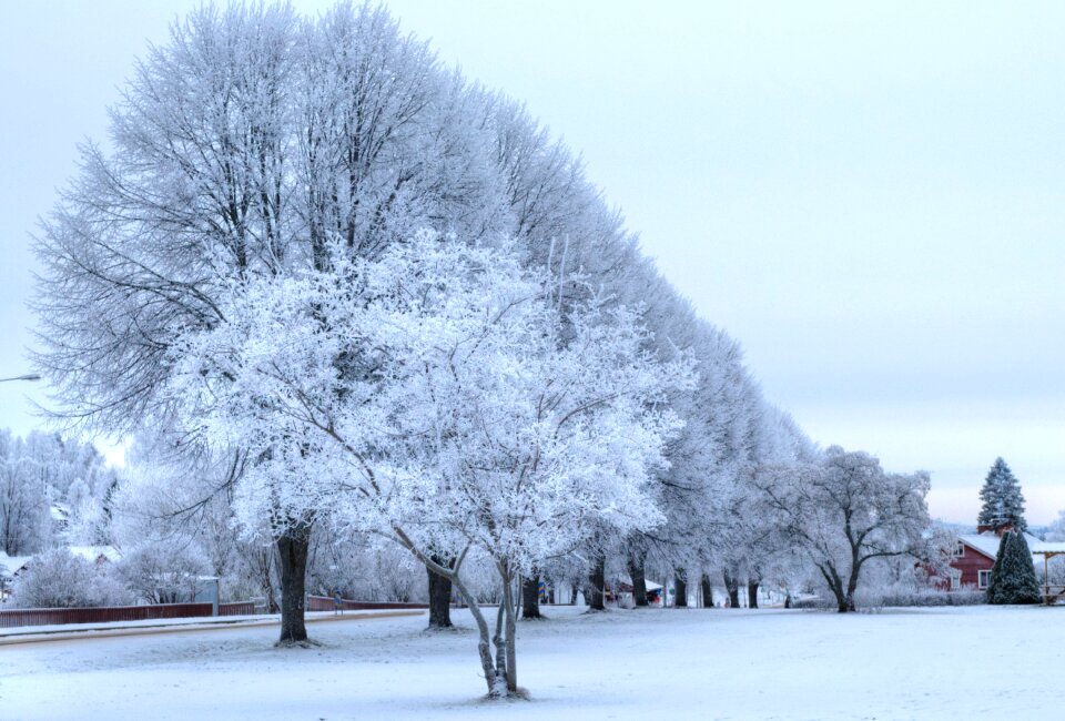 Nature frost season
