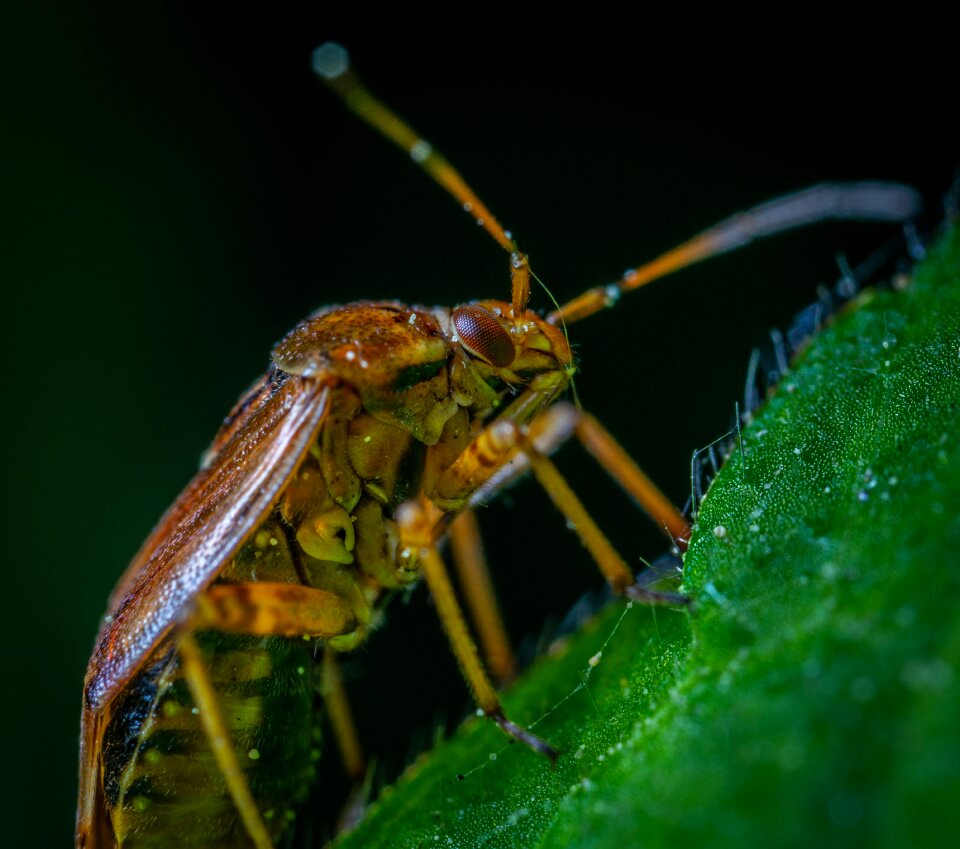 Macro insect Free photos