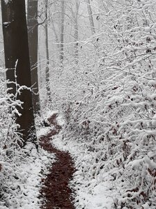 Snow forest path