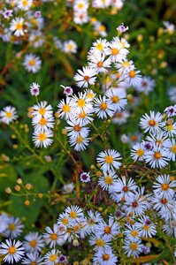 Flowers nature herbs photo