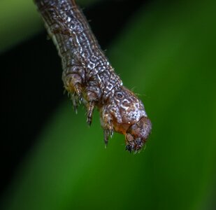 Macro insect caterpillar