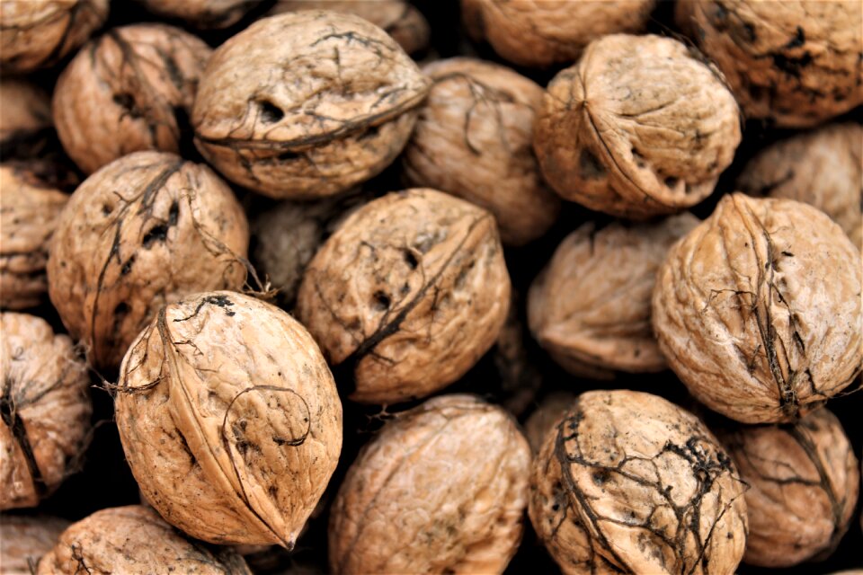 Autumn nuts brown