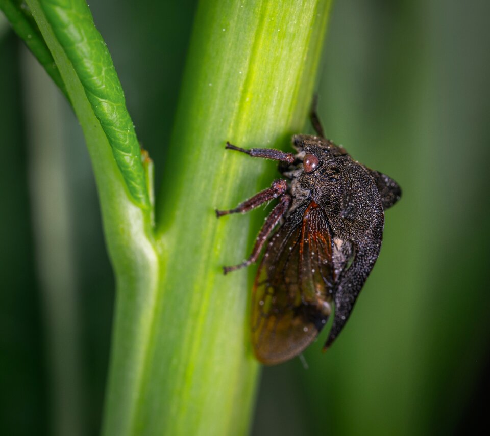 Insect gorbatka bespozvonochnoe