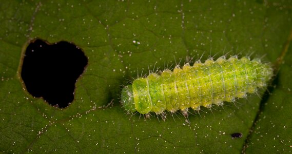 Macro insect caterpillar