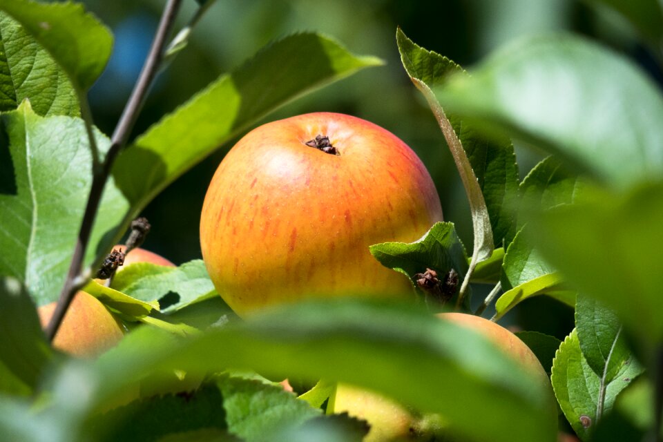 Fruit vitamins fresh