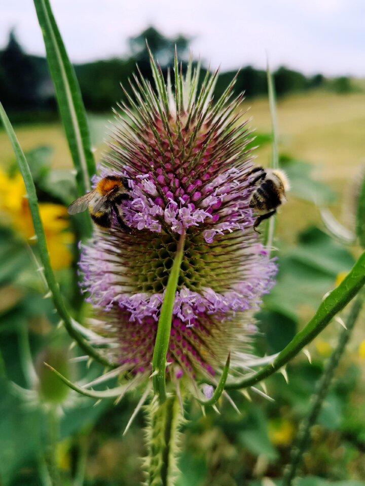 Summer insect nature