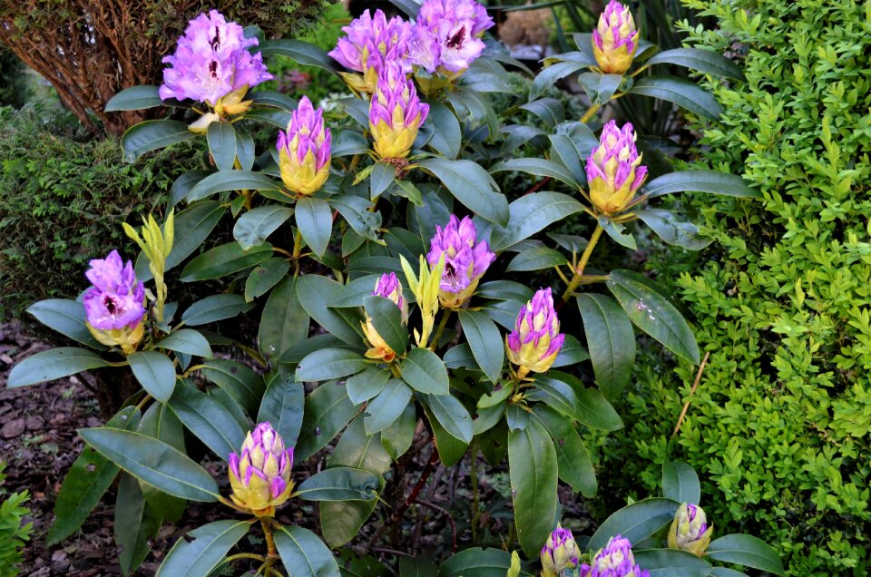 Plant summer outdoor