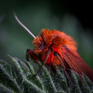 Insect moth nettle