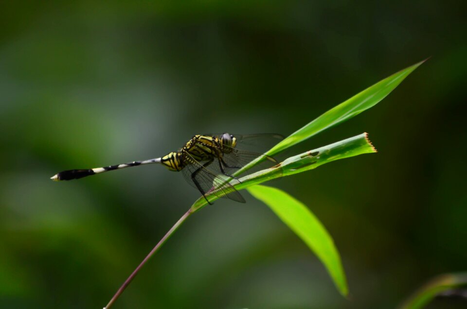 Insect nature wings