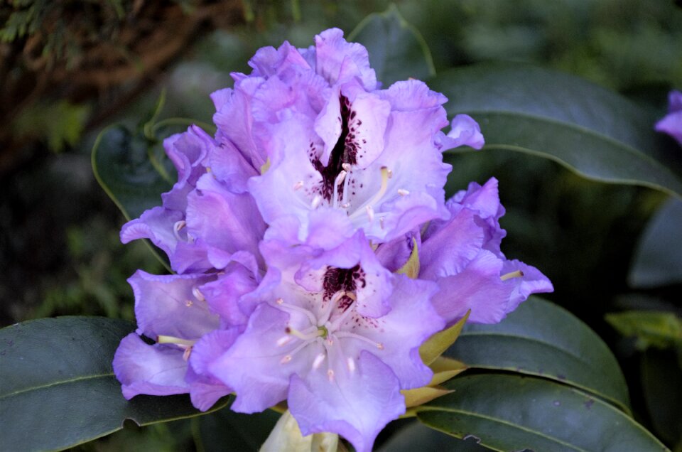 Garden flowering flowers