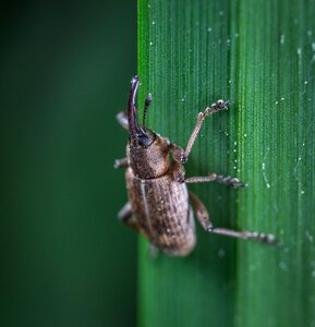 Insect beetle blade of grass
