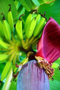 Banana bananas plant