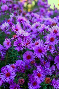 Autumn flowering beautiful blooms at
