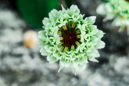 Garden bloom petal