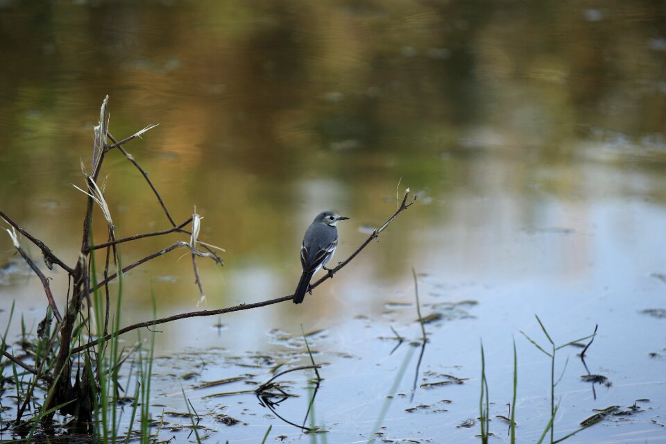 Pond nature wildlife