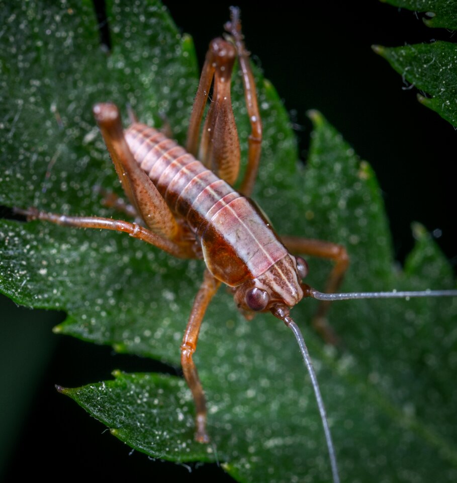 Insect larva grasshopper