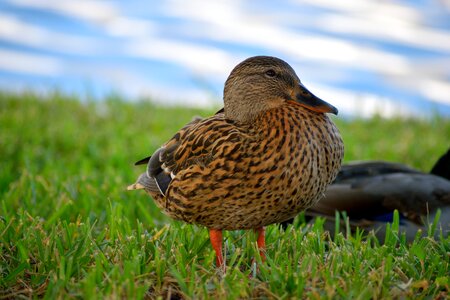 Avian nature animal